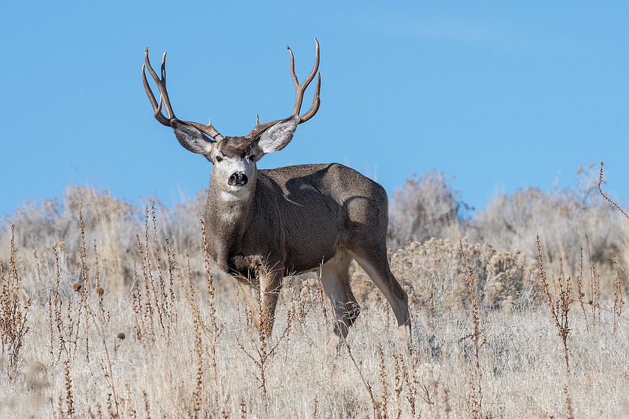 Mule Deer Buck Photograph by Earl Nelson - Fine Art America