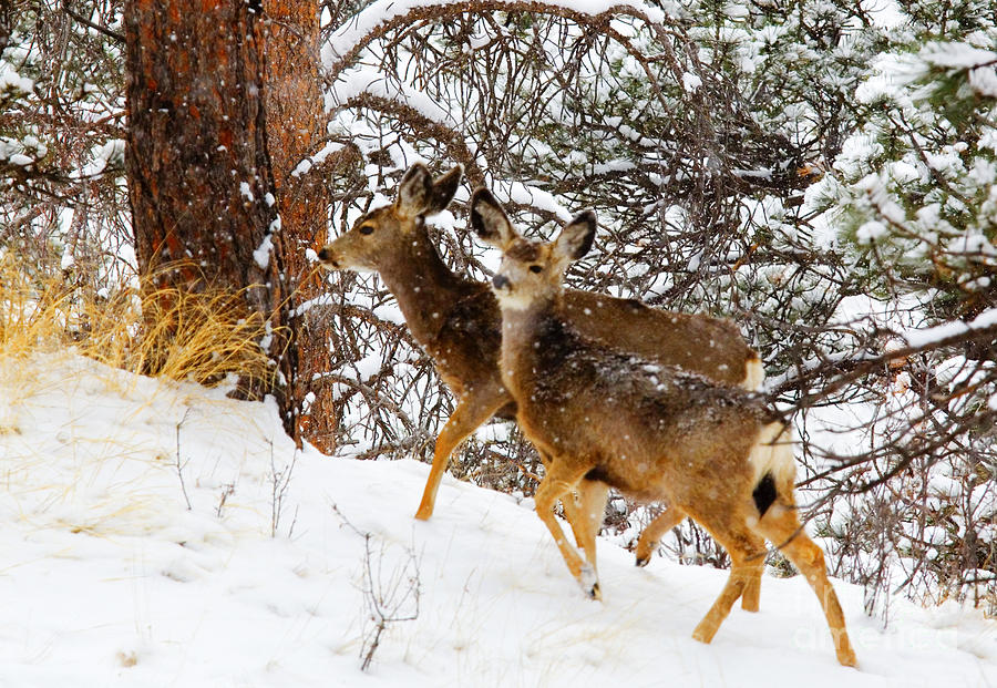 Mule Deer in Heavy Snow in the Pike National Forest #1 Photograph by Steven Krull