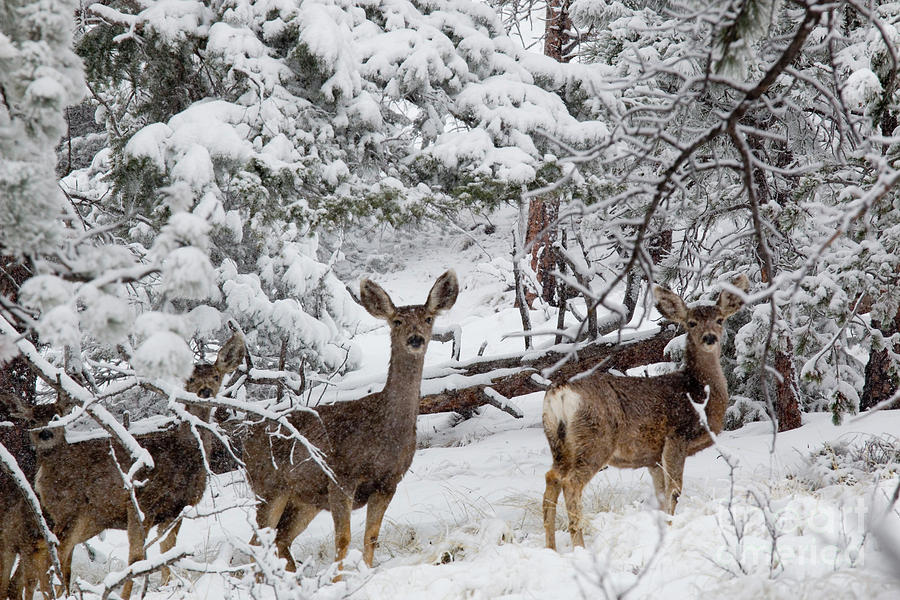 Mule Deer In Heavy Snowfall Photograph