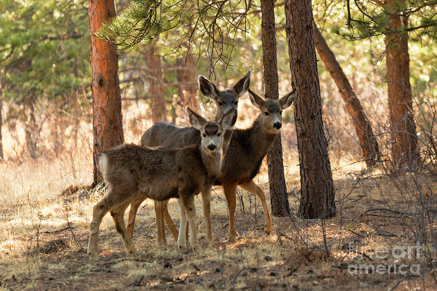 Mule Deer In The Woods Photograph
