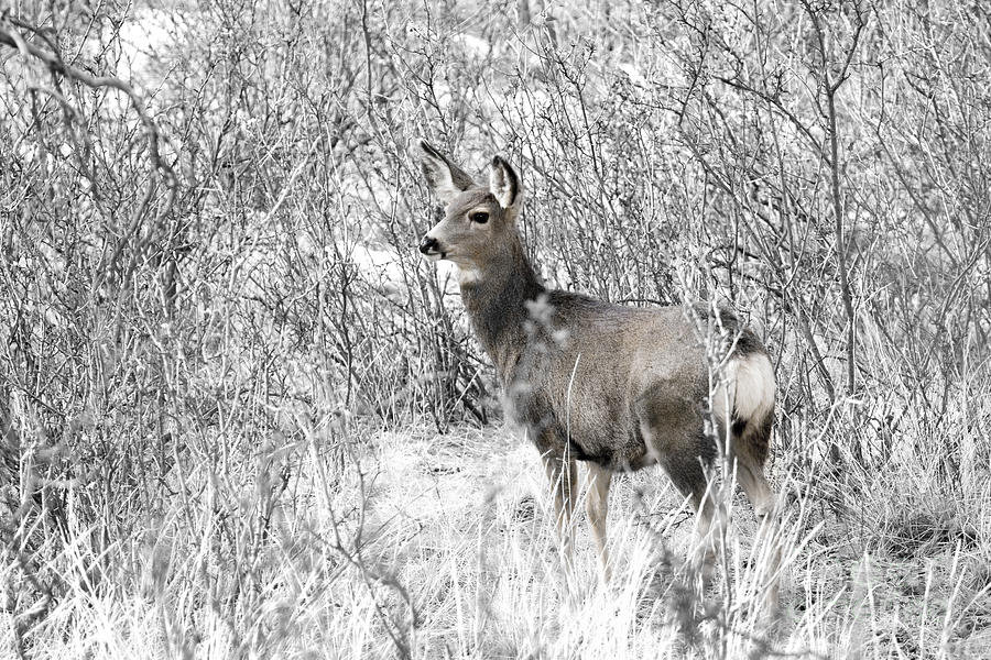Mule Deer in Winter in the Pike National Forest #1 Photograph by Steven Krull