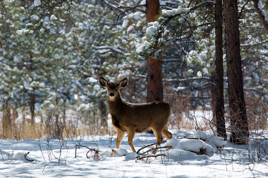 Mule Deer In Winter Snowstorm Photograph