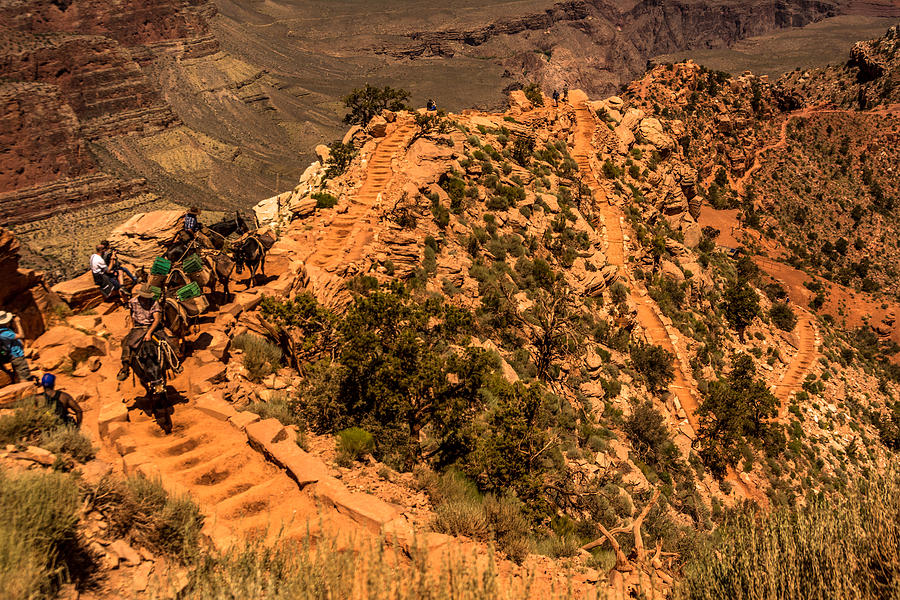 Mule Train in Grand Canyon #1 Photograph by Claudia Abbott