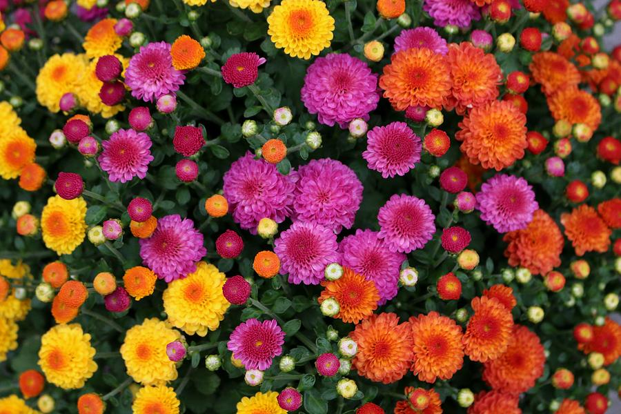 Multi Colored Mums #2 Photograph by Living Color Photography Lorraine Lynch