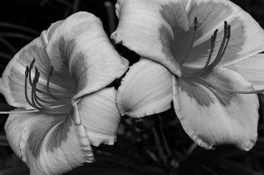 Multicoloured Day Lily 3 Bw Photograph