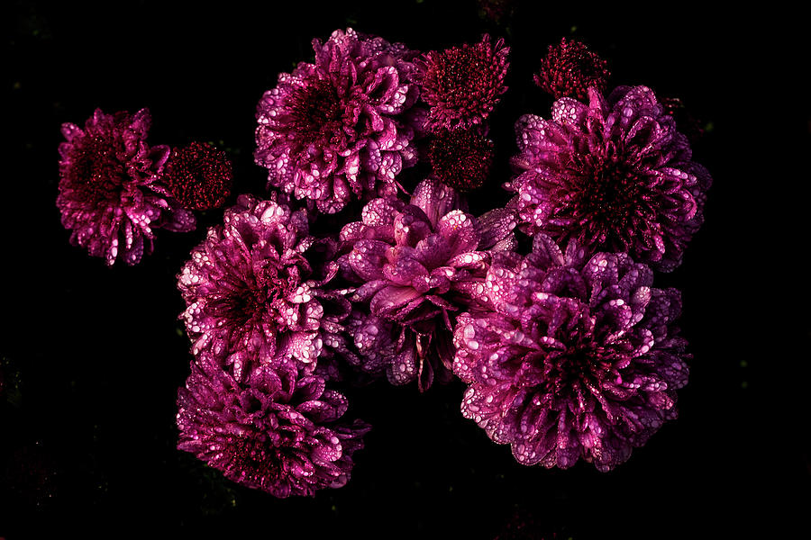 Mums #1 Photograph by Jay Stockhaus