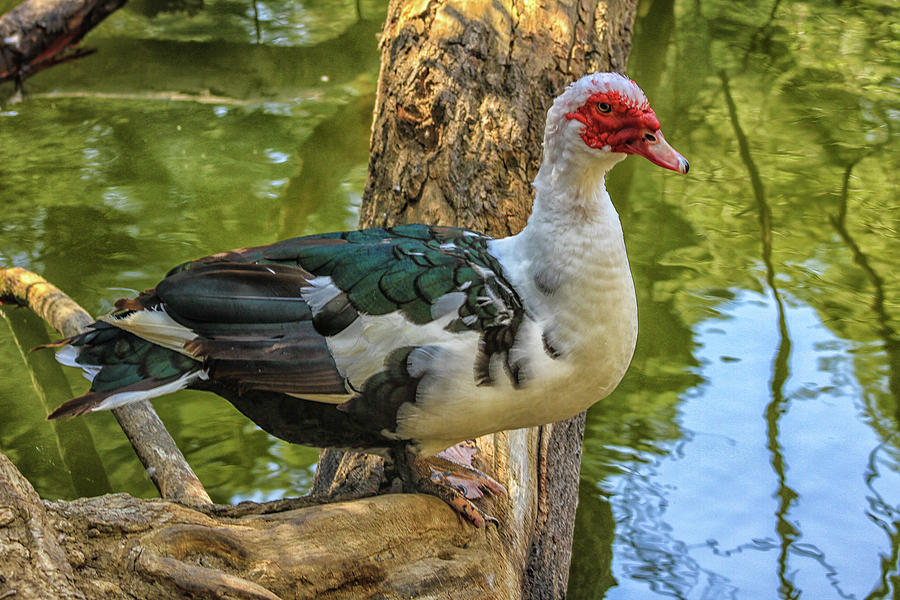 Muscovy Duck #1 Photograph by Robert Hebert