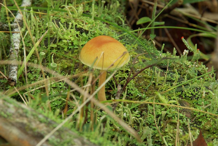 Mushroom and Moss #1 Photograph by Michael Peychich