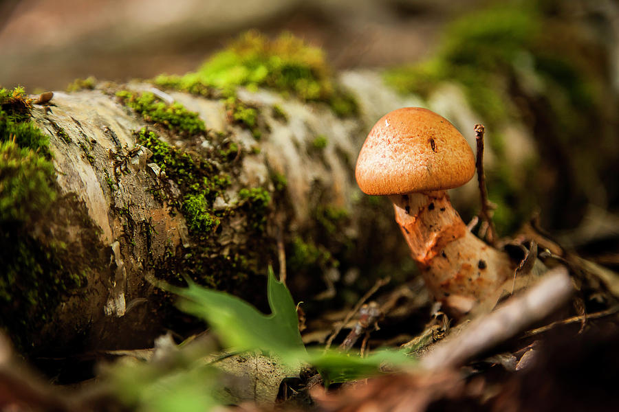 Mushroom #1 Photograph by Benjamin Dahl