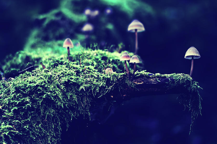Mushroom Group #1 Photograph by Mountain Dreams