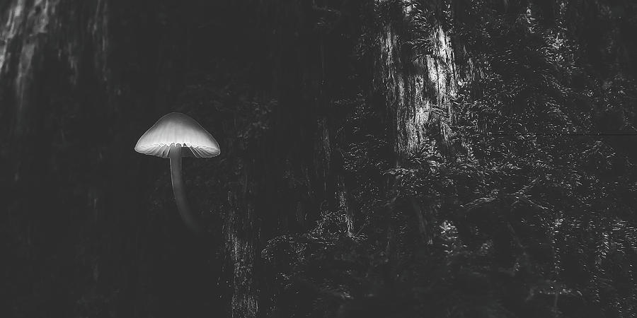 Mushroom In Forest #1 Photograph by Mountain Dreams