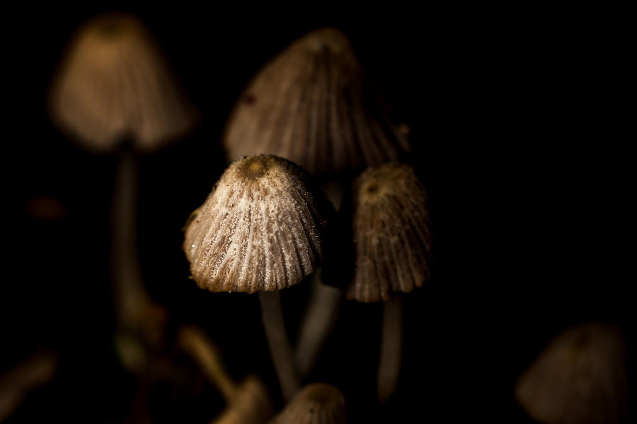 Mushrooms #1 Photograph by Jay Stockhaus