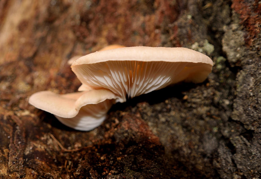 Mushrooms #1 Photograph by Karen Harrison Brown