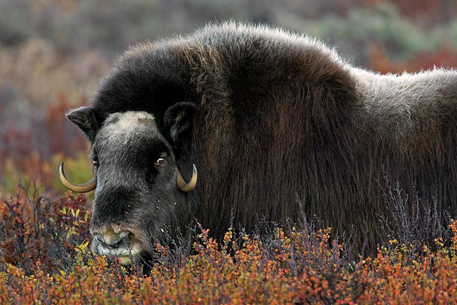 Muskox #1 Photograph by Arterra Picture Library