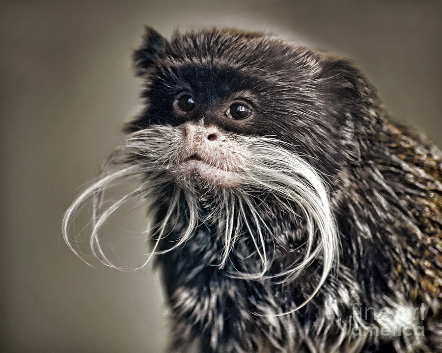 Monkey Photograph - Mustached Monkey Emperor Tamarin III  #1 by Jim Fitzpatrick