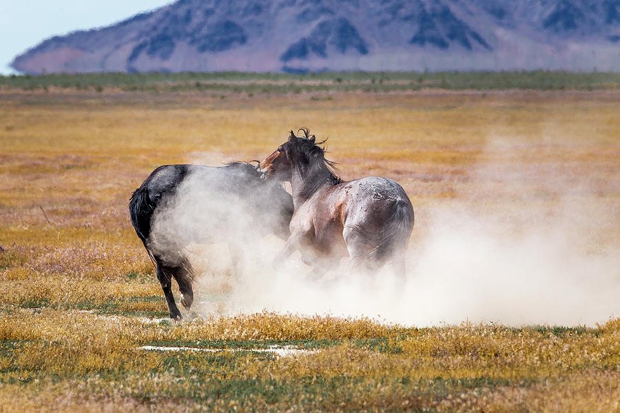 Mustang Battle #1 Photograph by Scott Law