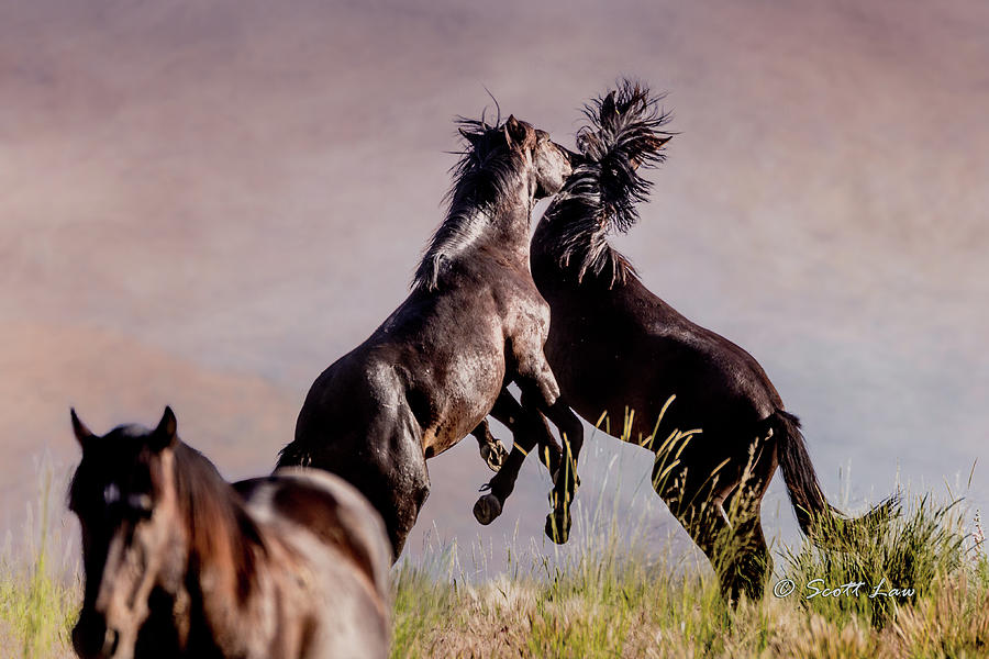 Mustang Stallion Battle #1 Photograph by Scott Law