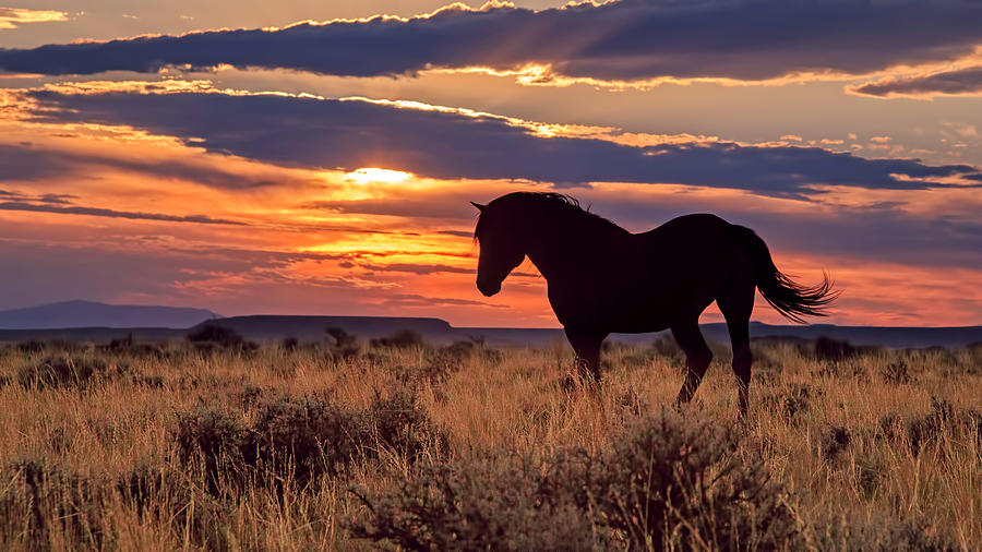 Wild Horse Sunset Photograph by Jack Bell