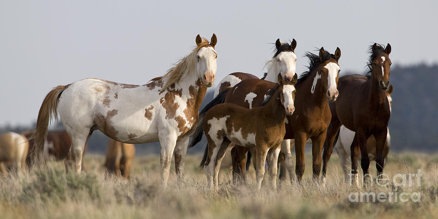 Mustangs In Nevada #1 Photograph by Jean-Louis Klein & Marie-Luce Hubert