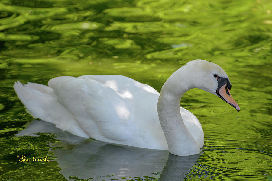 Mute Swan by Chris Busch Mute Swan by Chris Busch