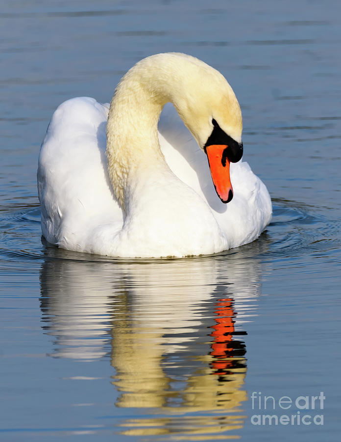 Mute Swan #1 Photograph by Colin Rayner