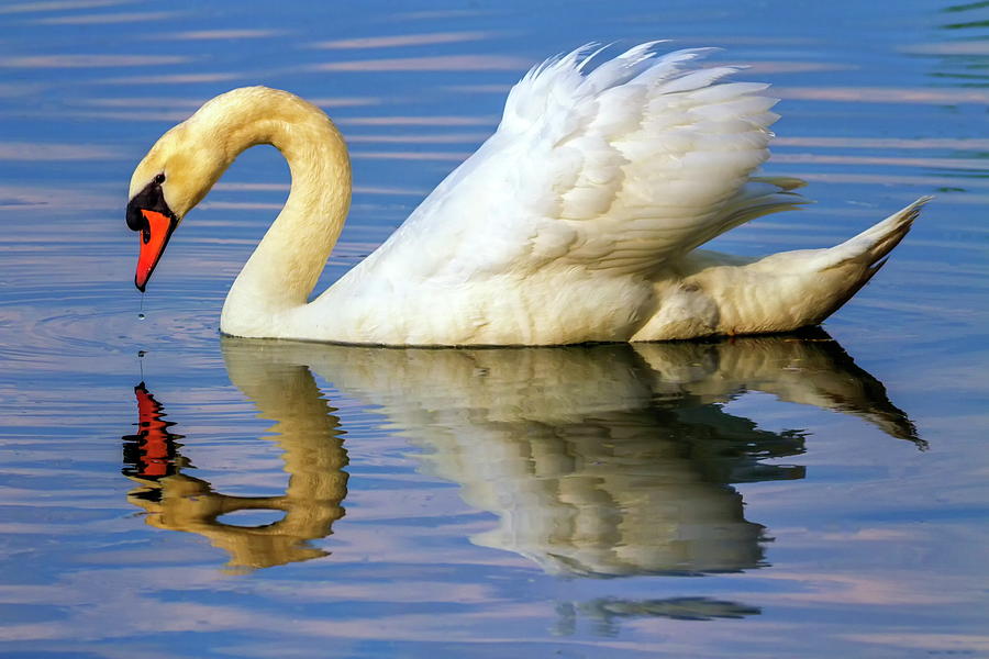Mute swan, cygnus olor #1 Photograph by Elenarts - Elena Duvernay photo