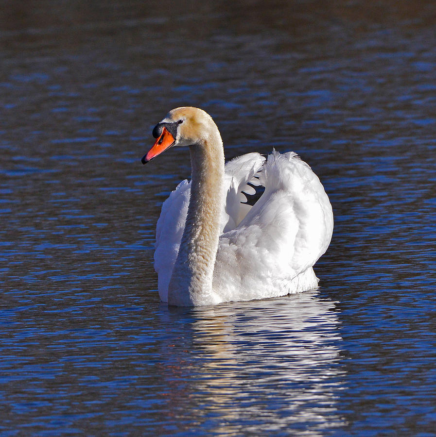 Mute Swan #3 Photograph by Ken Stampfer