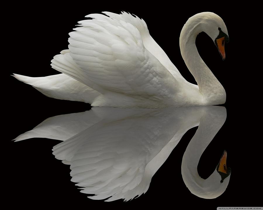 Egret Photograph - Mute swan #1 by Mariel Mcmeeking