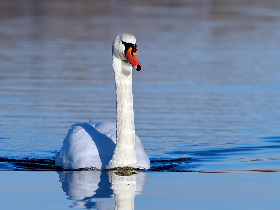 Mute swan on water #1 Photograph by Elenarts - Elena Duvernay photo