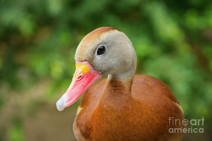 Whistling Duck Best Pose Photograph by Bob Phillips