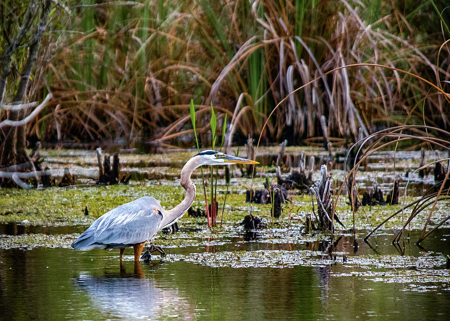 Nature Photograph - My Florida by Don Miller Nature Photograph - My Florida by Don Miller