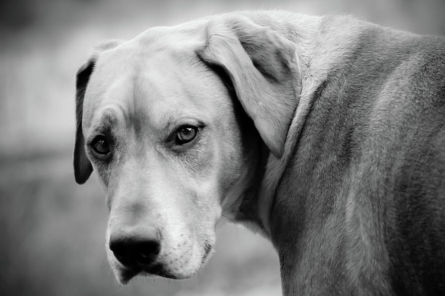 Dog Photograph - My Heart #1 by Mim White