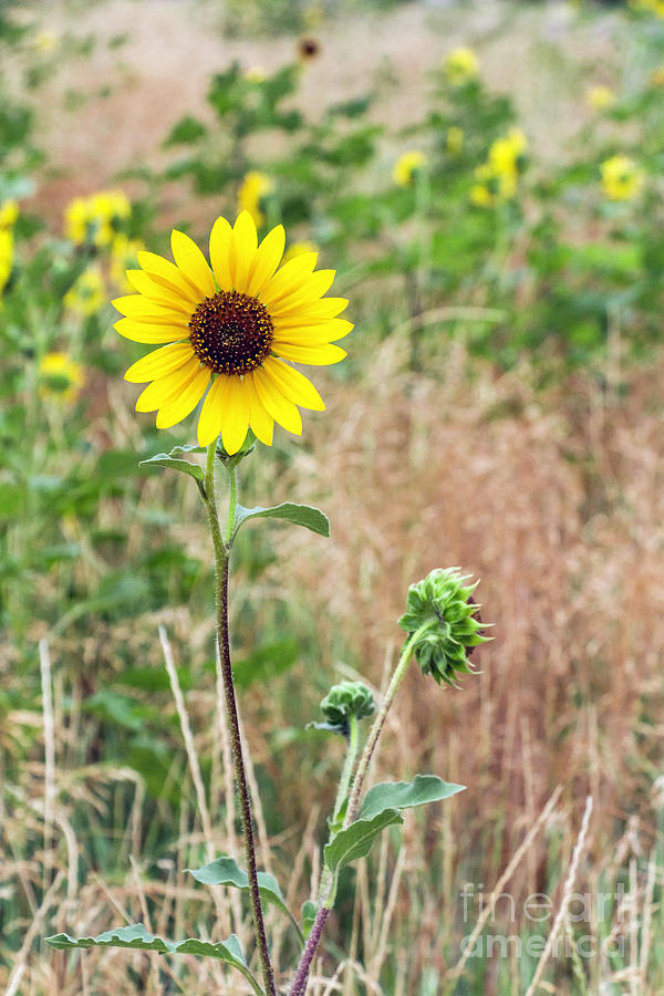 My Lil Sunflower Photograph by Karen Jorstad