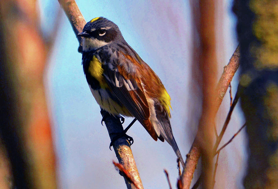 Myrtle Warbler Photograph by Chris Tennis - Fine Art America