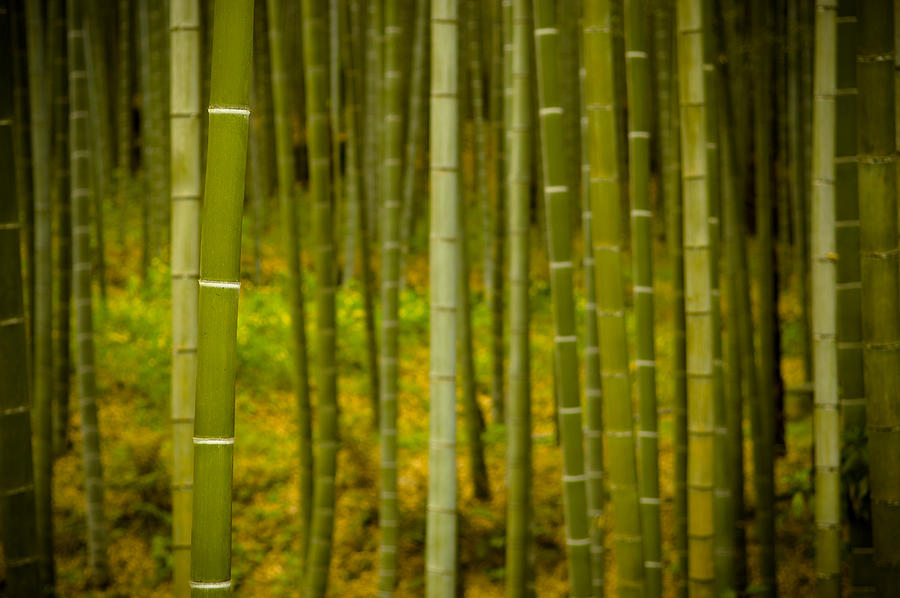 Abstract Photograph - Mystical Bamboo #1 by Sebastian Musial
