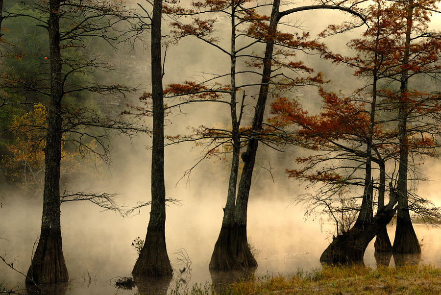 Mystical Cypress Trees #1 Photograph by Iris Greenwell