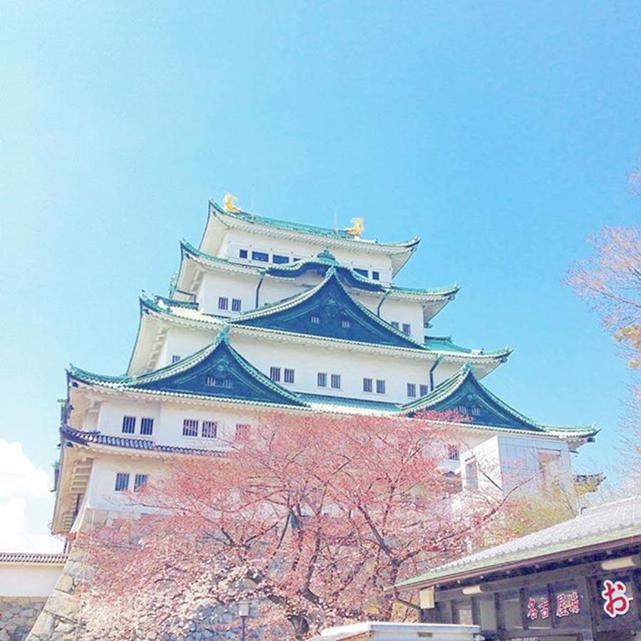 Cherryblossom Photograph - Nagoya Castle In The Days Of Spring #1 by Yoshiaki Tanaka