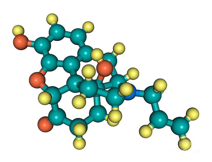 Naloxone, Molecular Model #1 Photograph by Scimat