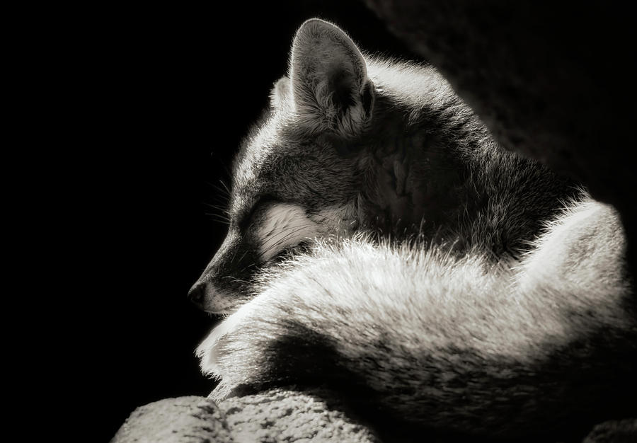 Animal Photograph - Nap Time #1 by Elaine Malott