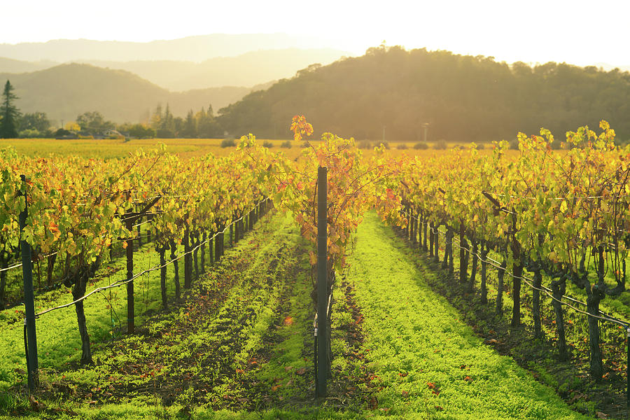 Napa Valley California Vineyard In The Fall Photograph
