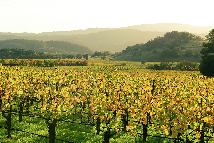 Napa Valley in Autumn #1 Photograph by Brandon Bourdages