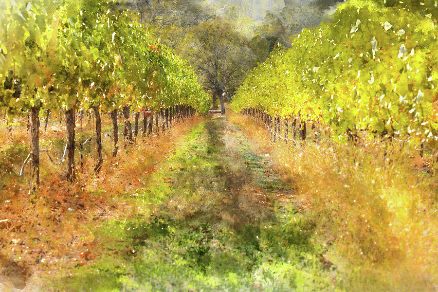 Wine Photograph - Napa Valley Vineyard in Autumn #2 by Brandon Bourdages