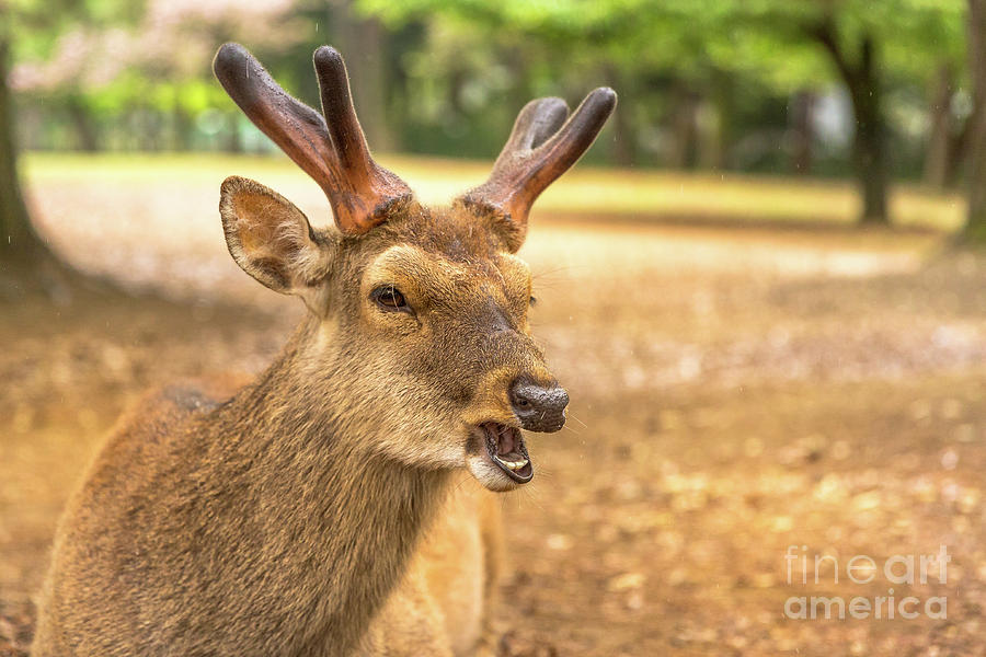 Nara wild deer #1 Photograph by Benny Marty
