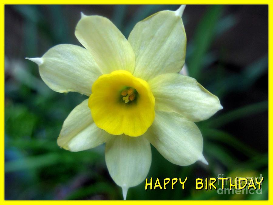 Narcissi Birthday Greeting #1 Photograph by Joan-Violet Stretch