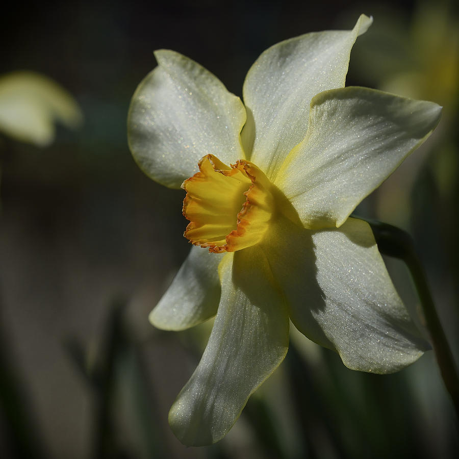 Narcissus Flower Photograph