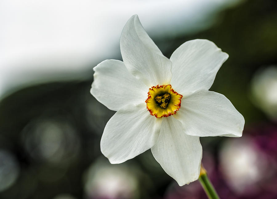 Narcissus Poeticus #1 Photograph by John Paul Cullen