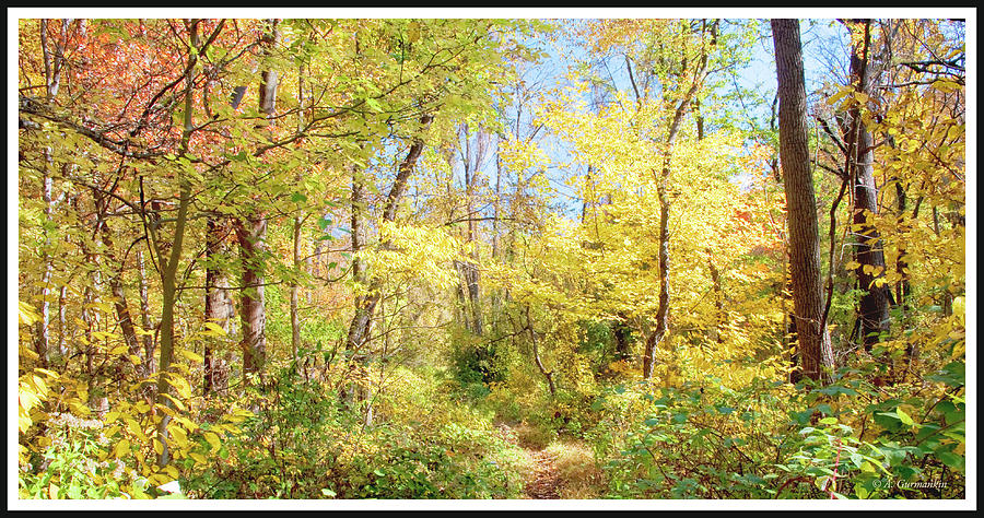 Narrow Path Through A Forest in Autumn, Pennsylvania #1 Photograph by A Macarthur Gurmankin