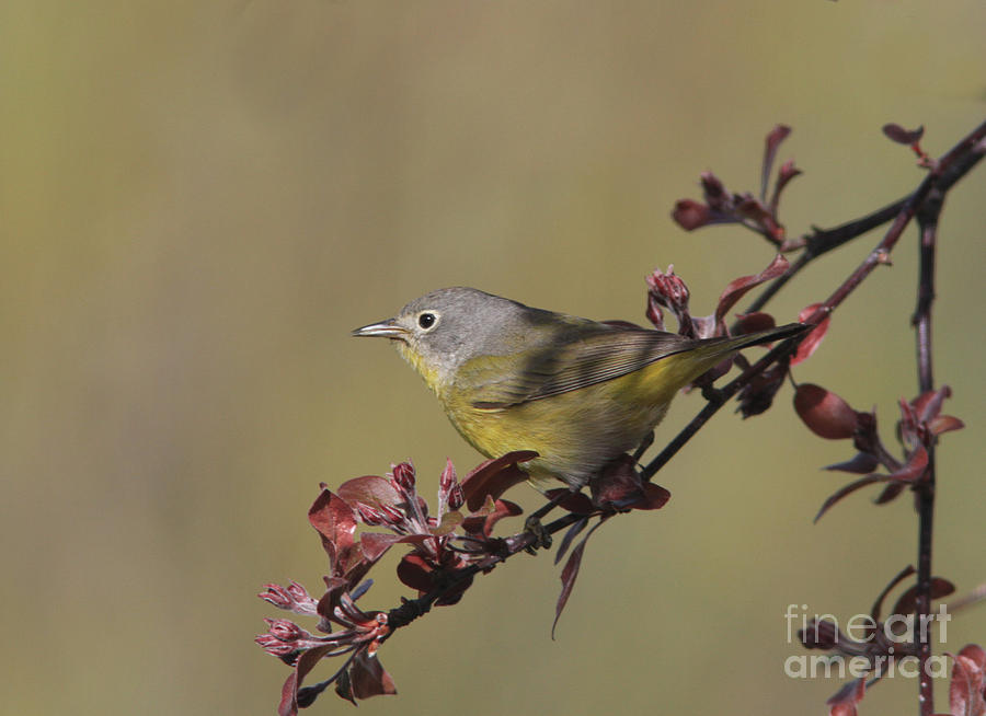 Nashville Warbler #1 Photograph by Gary Wing