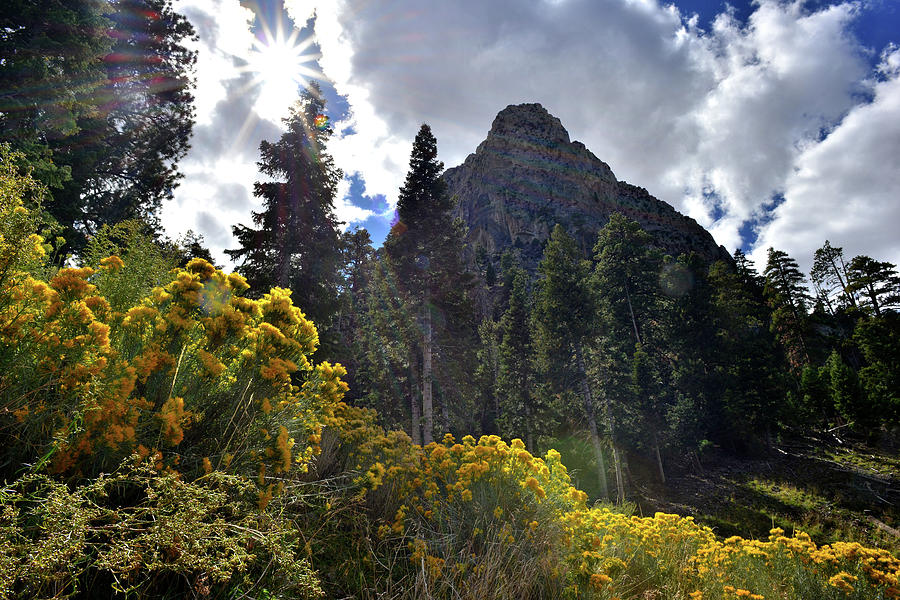 Natural Area Beneath Mt. Charleston #1 Photograph by Ray Mathis
