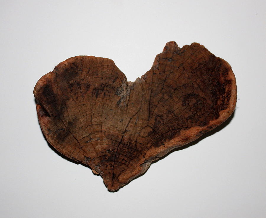 Natural Driftwood Heart #3 Photograph by Larry Bacon